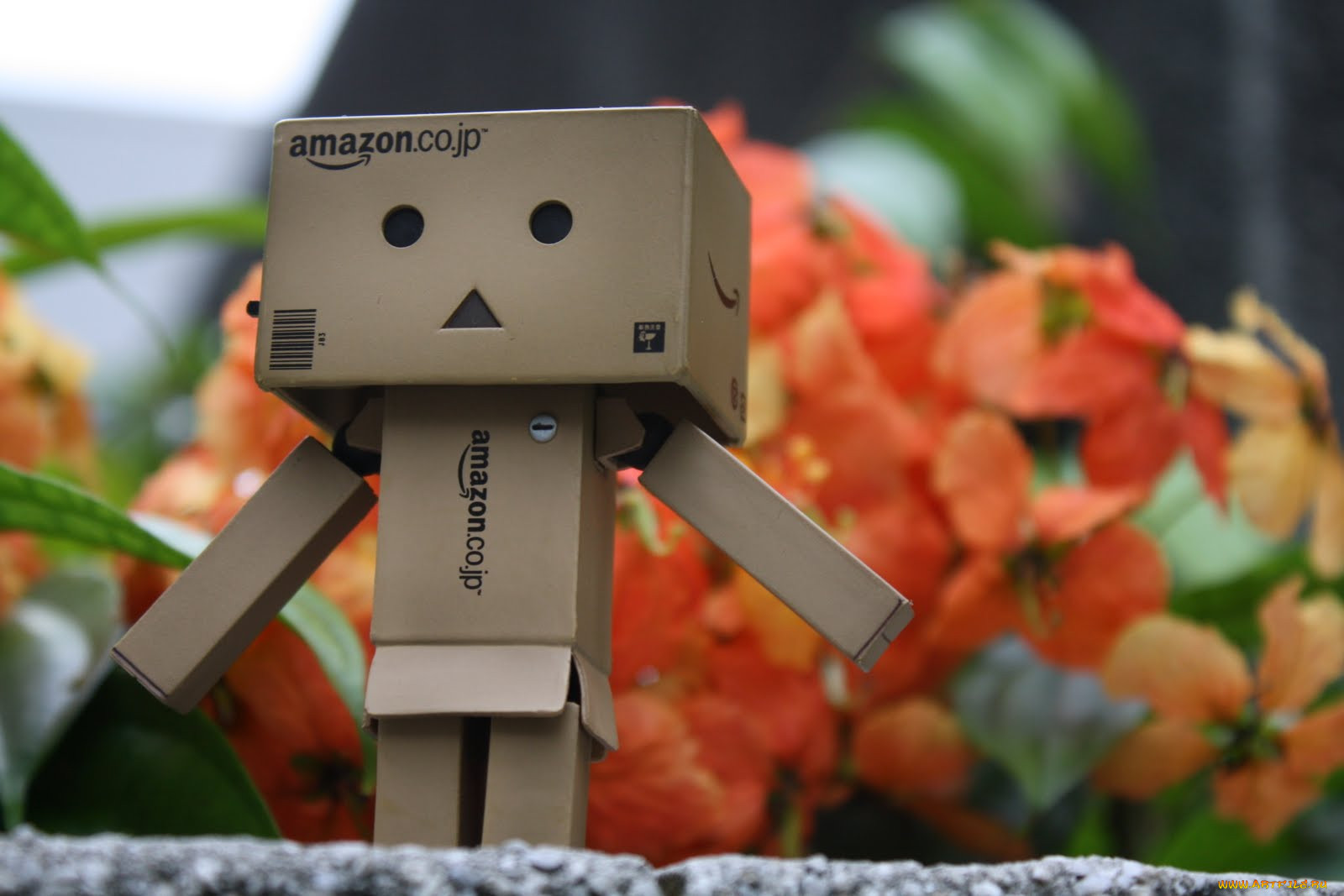 , , danboard, 